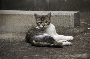散歩の途中であった猫ちゃん