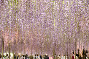 足利フラワーパーク