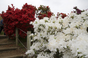 館林つつじが丘公園