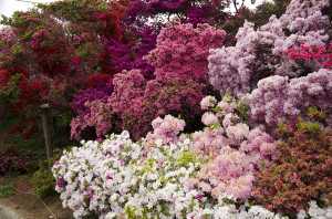 館林つつじが丘公園