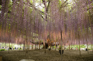 足利フラワーパーク