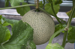 伊豆フルーツパーク