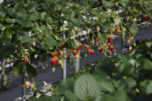 蒲郡　オレンジパーク