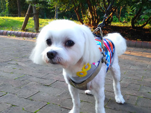 ひまわり可愛いでしょう